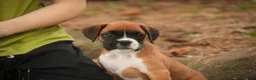 Boxer dogs for sale: Skye - Ad 3
