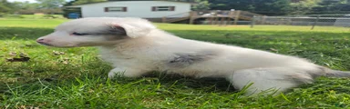 Cloe