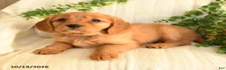 Miniature Golden Retriever dogs for sale: Mandy - Ad 3