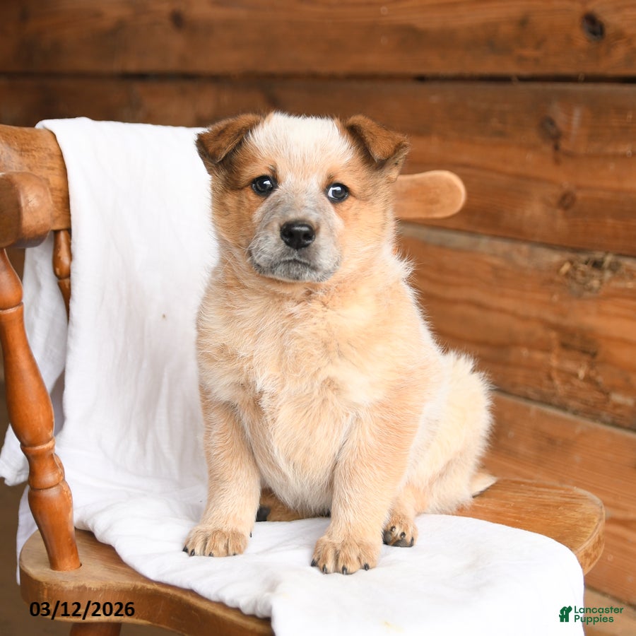 Australian Cattle Dog dogs Hero - Ad 1