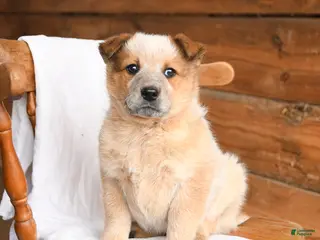 Australian Cattle Dog dogs for sale: Hero - Ad 1