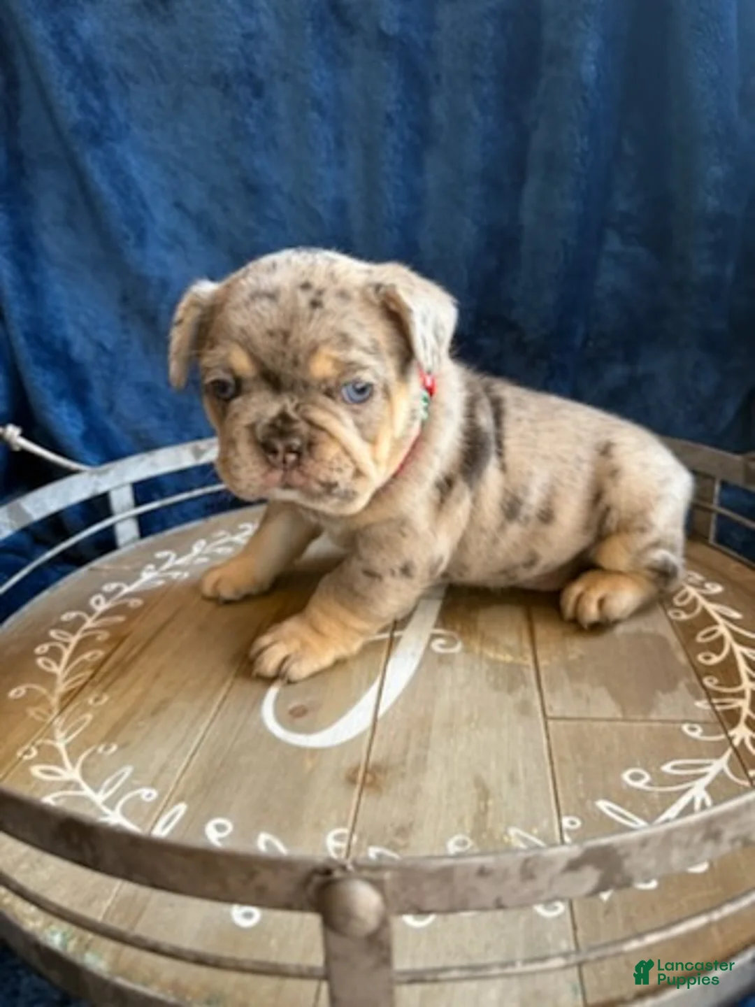 French Bulldog dogs for sale: Boy 1 - Ad 1