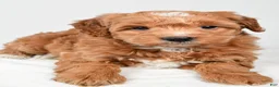 Mini Goldendoodle dogs for sale: Annie - Ad 7