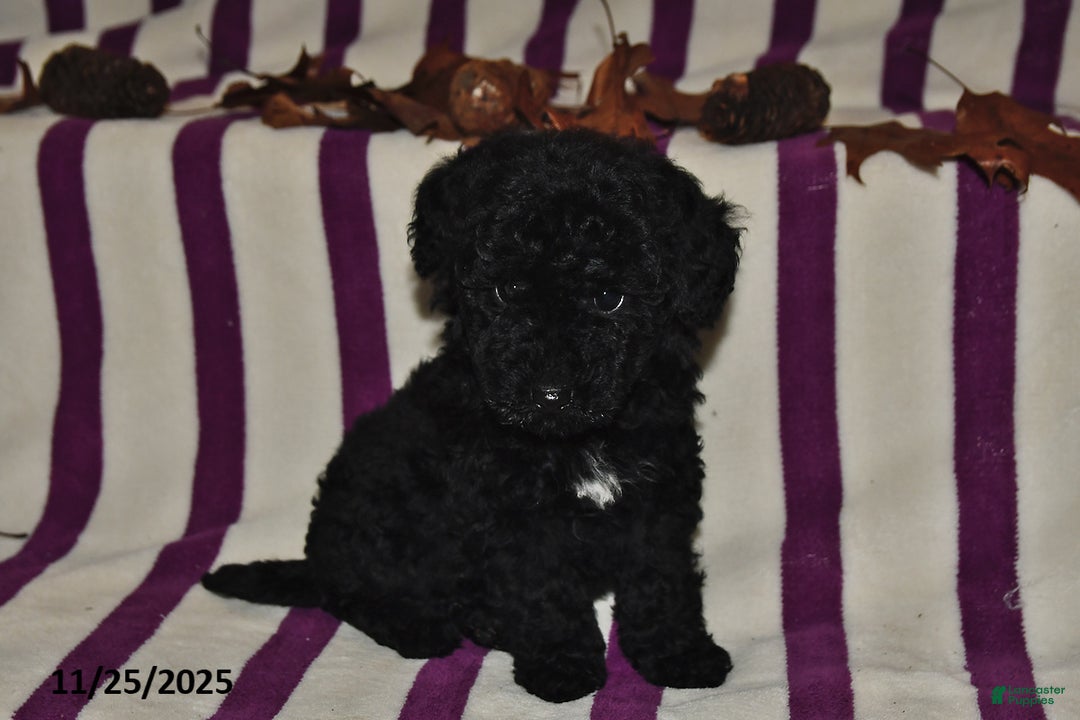 Miniature Poodle dogs for sale: Mary - Ad 4