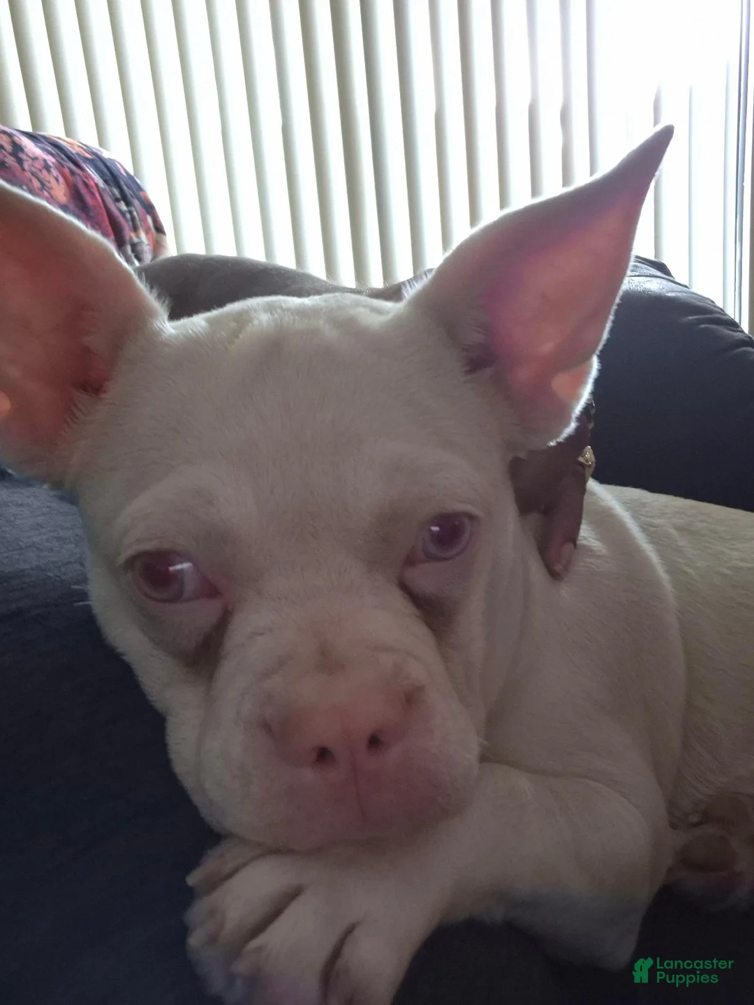 French Bulldog dogs for sale: French Bulldog 1 - Ad 2