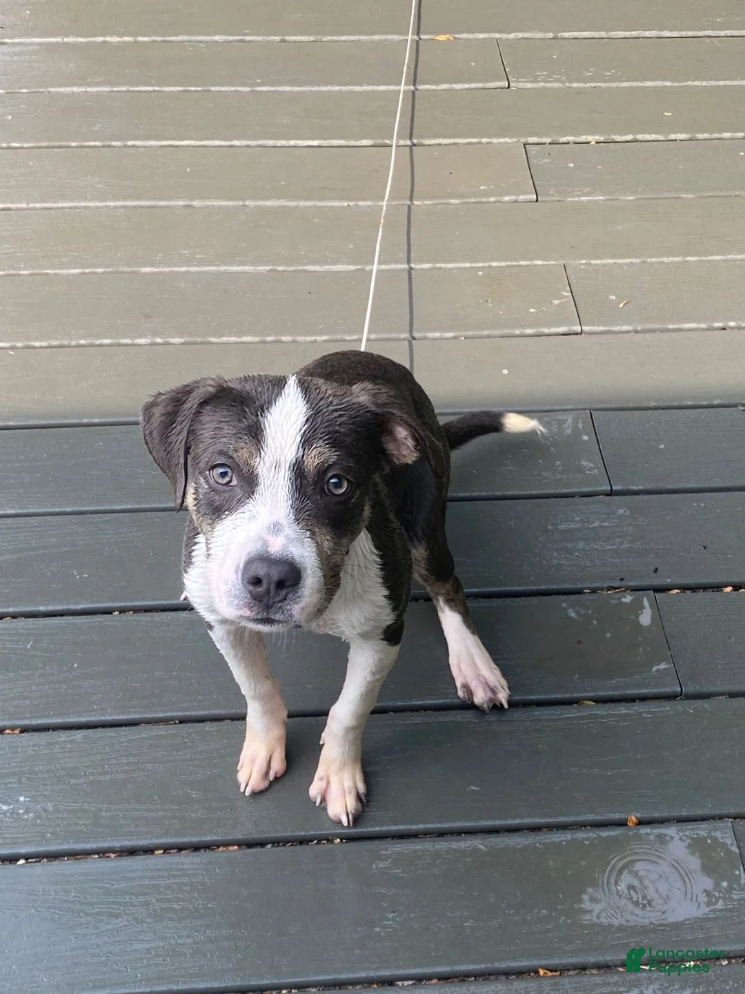 American Pit Bull Terrier dogs for sale: American Pit Bull Terrier 1 - Ad 2