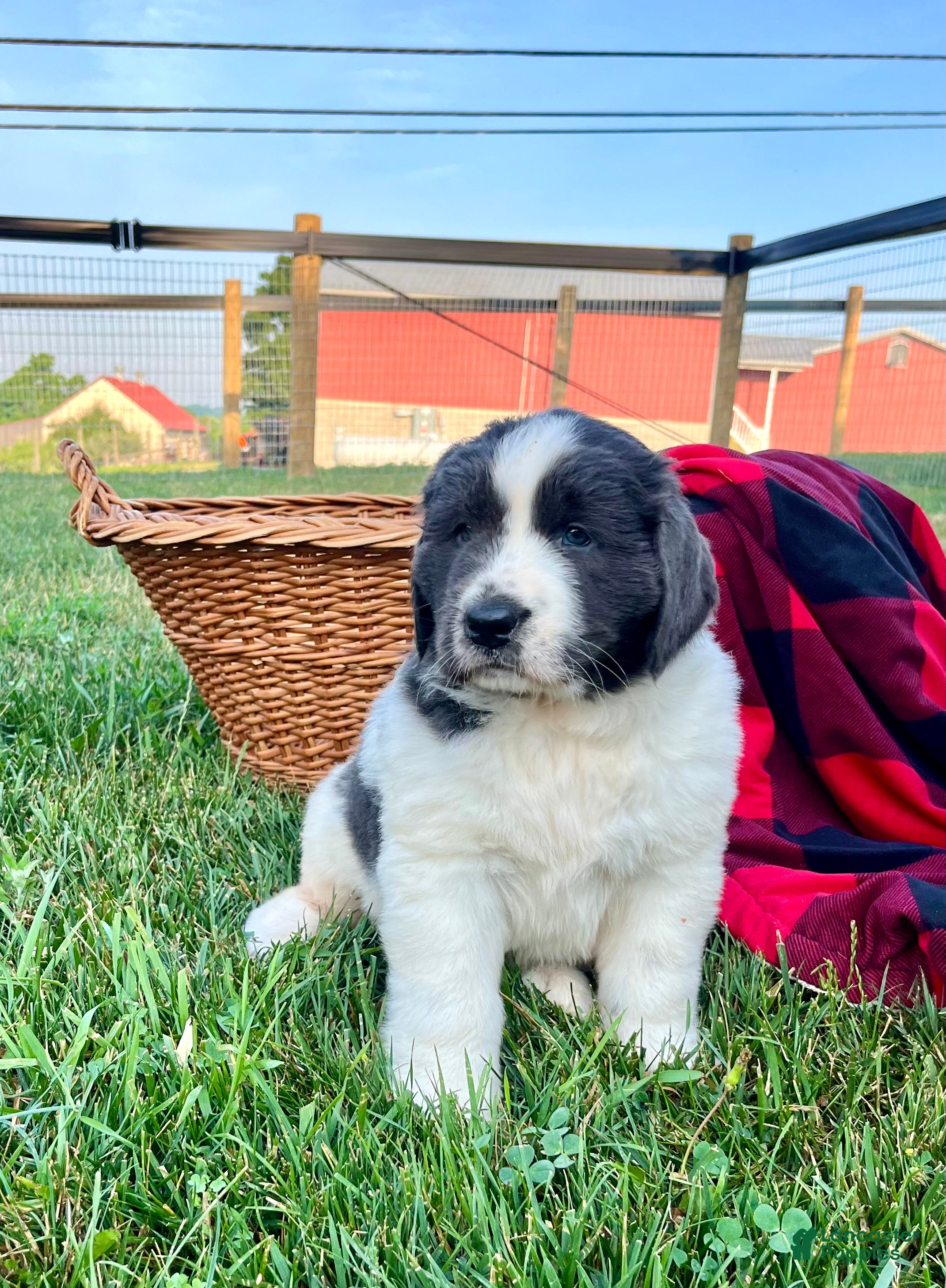 Newfoundland dogs Meadow❤️AKC Genetic Tested❤️Text or call today - Ad 1