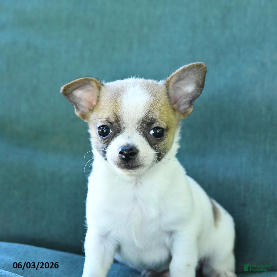 Chihuahua dogs for sale: Peanut  - Ad 3