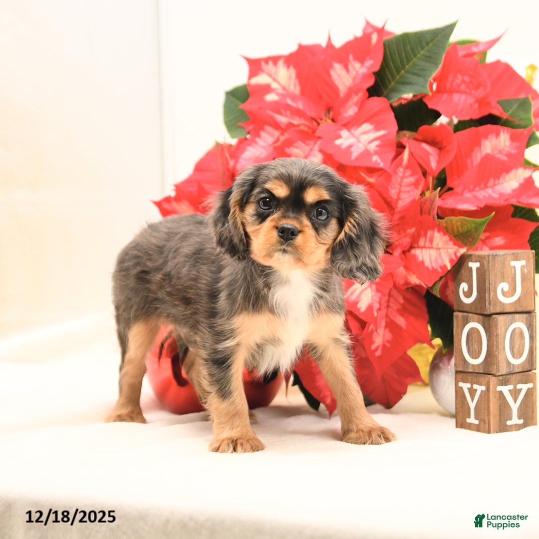 Cavalier King Charles Spaniel dogs for sale: Jack  - Ad 4