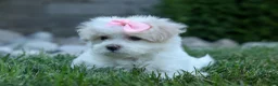 Maltese dogs for sale: OLENNA - Ad 3