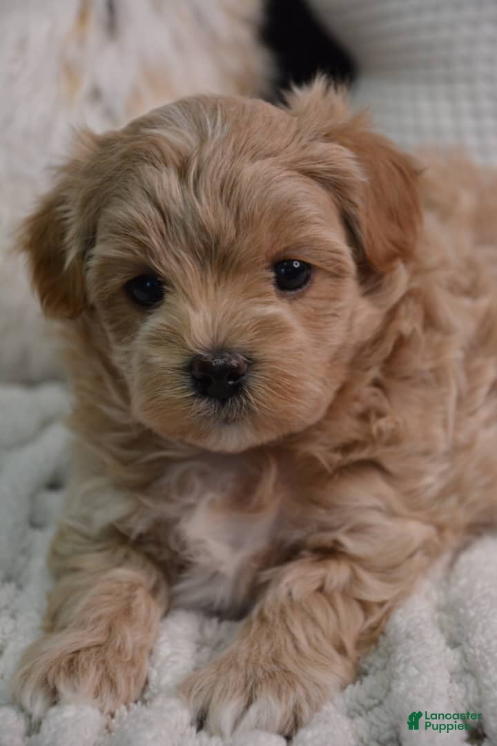 Maltipoo dogs Crystal - Ad 7