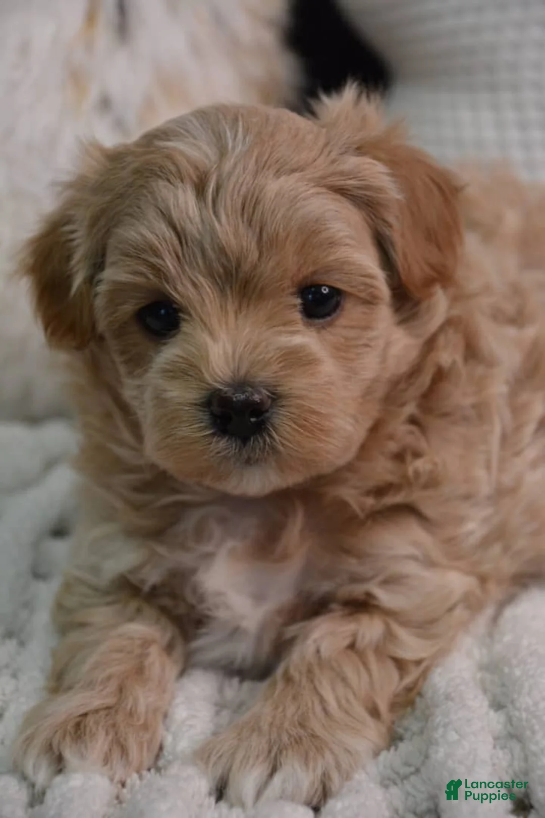 Maltipoo dogs for sale: Crystal - Ad 1