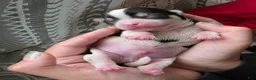 Morkie dogs for sale: Morkie Puppy 2 - Ad 1