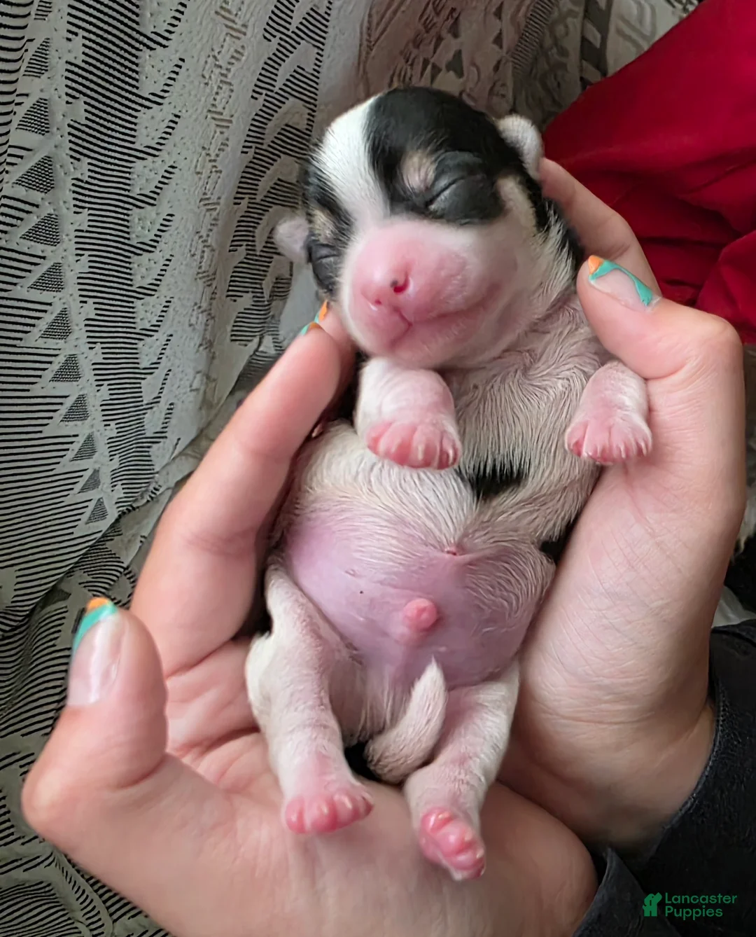 Morkie dogs for sale: Morkie Puppy 2 - Ad 1