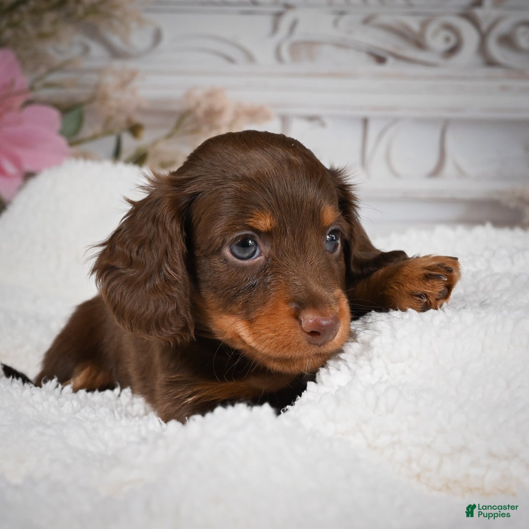 Miniature Dachshund dogs for sale: AKC-Bubba - Ad 6