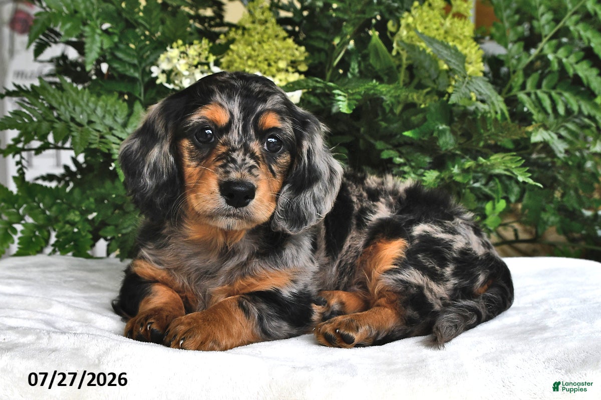 Miniature Dachshund dogs Tobie - Ad 1