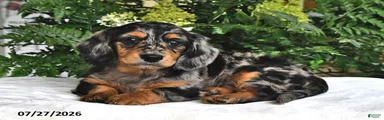 Tobie