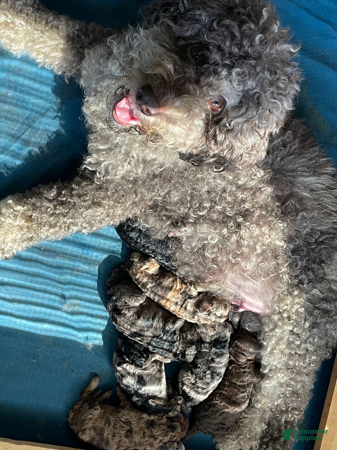 Gallery Image {{count}}