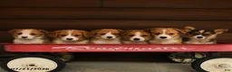 Welsh Corgi Pembroke dogs for sale: Sweetie - Ad 3
