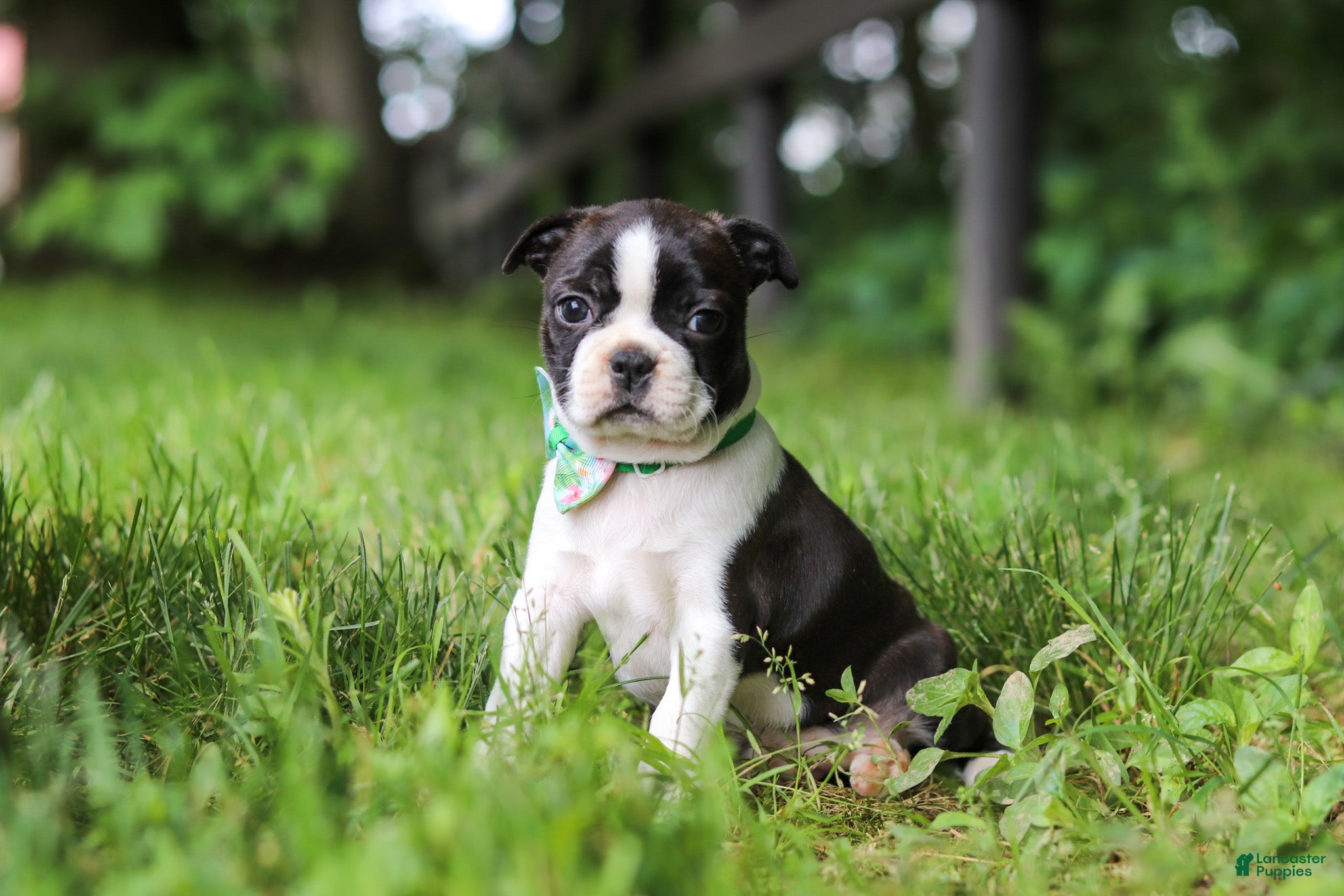 Boston Terrier dogs Meadow - Ad 1