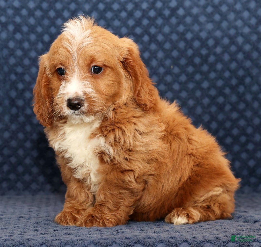 Mini Goldendoodle dogs for sale: Dylan - Ad 2