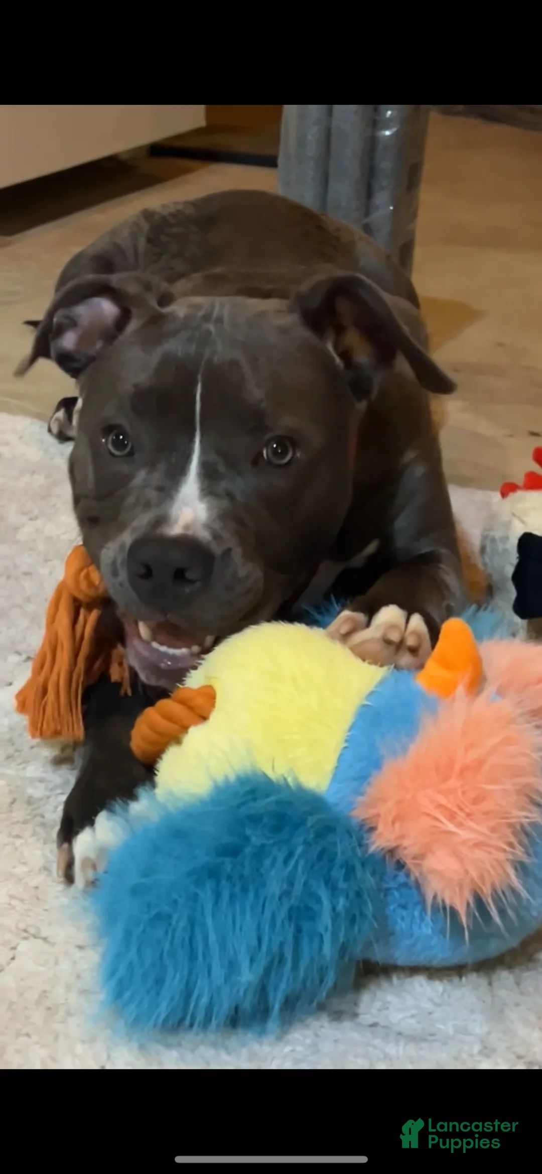 American Bully dogs for stud: American Bully - Ad 2