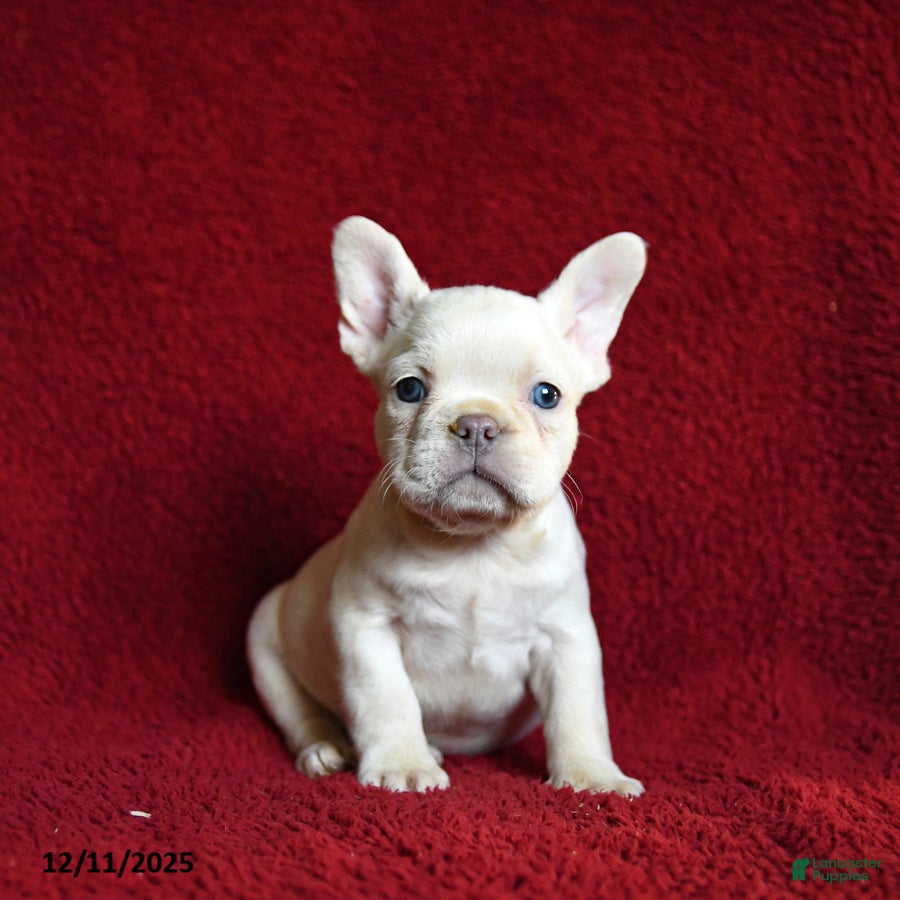 French Bulldog dogs Frost  - Ad 4