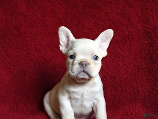French Bulldog dogs Frost - Ad 1