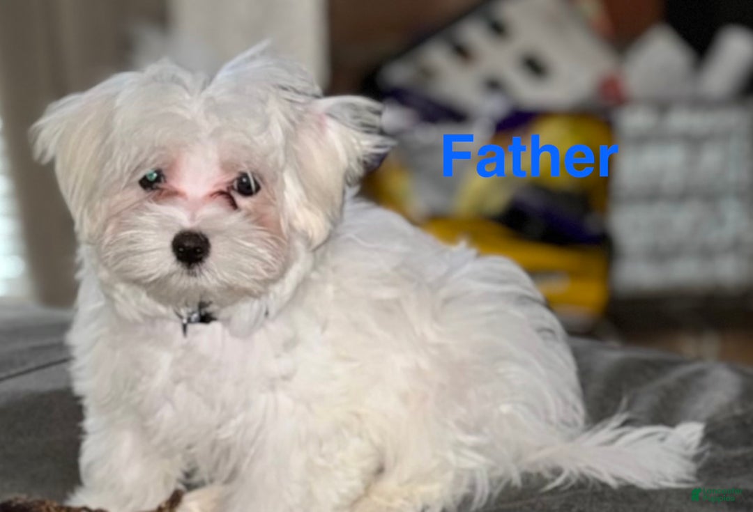 Mixed Breed dogs for sale:  Lhatese Breed “Daisy” - Ad 15