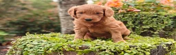 Goldendoodle dogs for sale: Latte - Ad 5