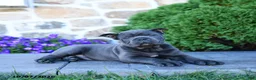 Cane Corso dogs for sale: Blane - Ad 4