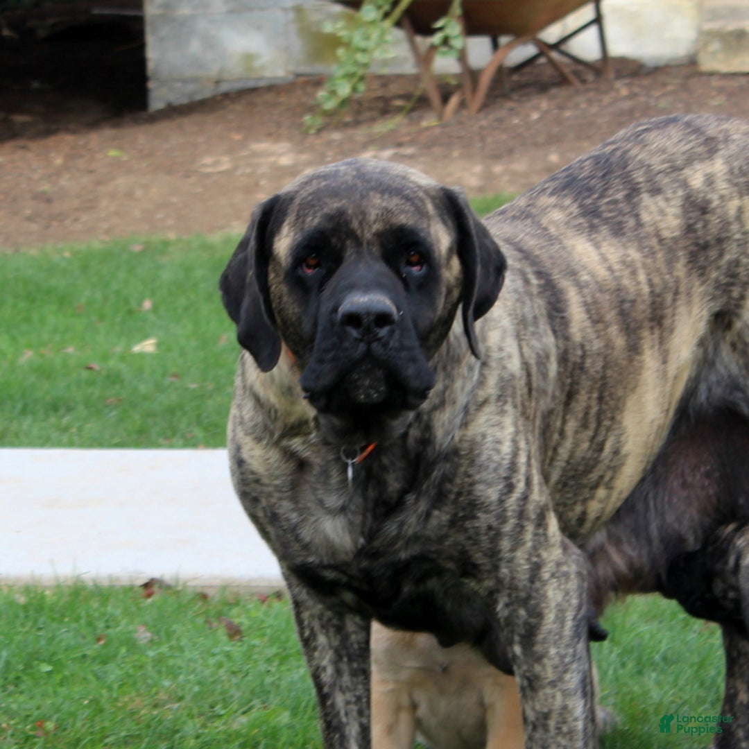 Faith for sale in Red Lion Lancaster Puppies