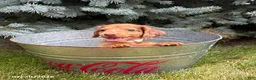 Dachshund dogs for sale: Laker - Ad 3