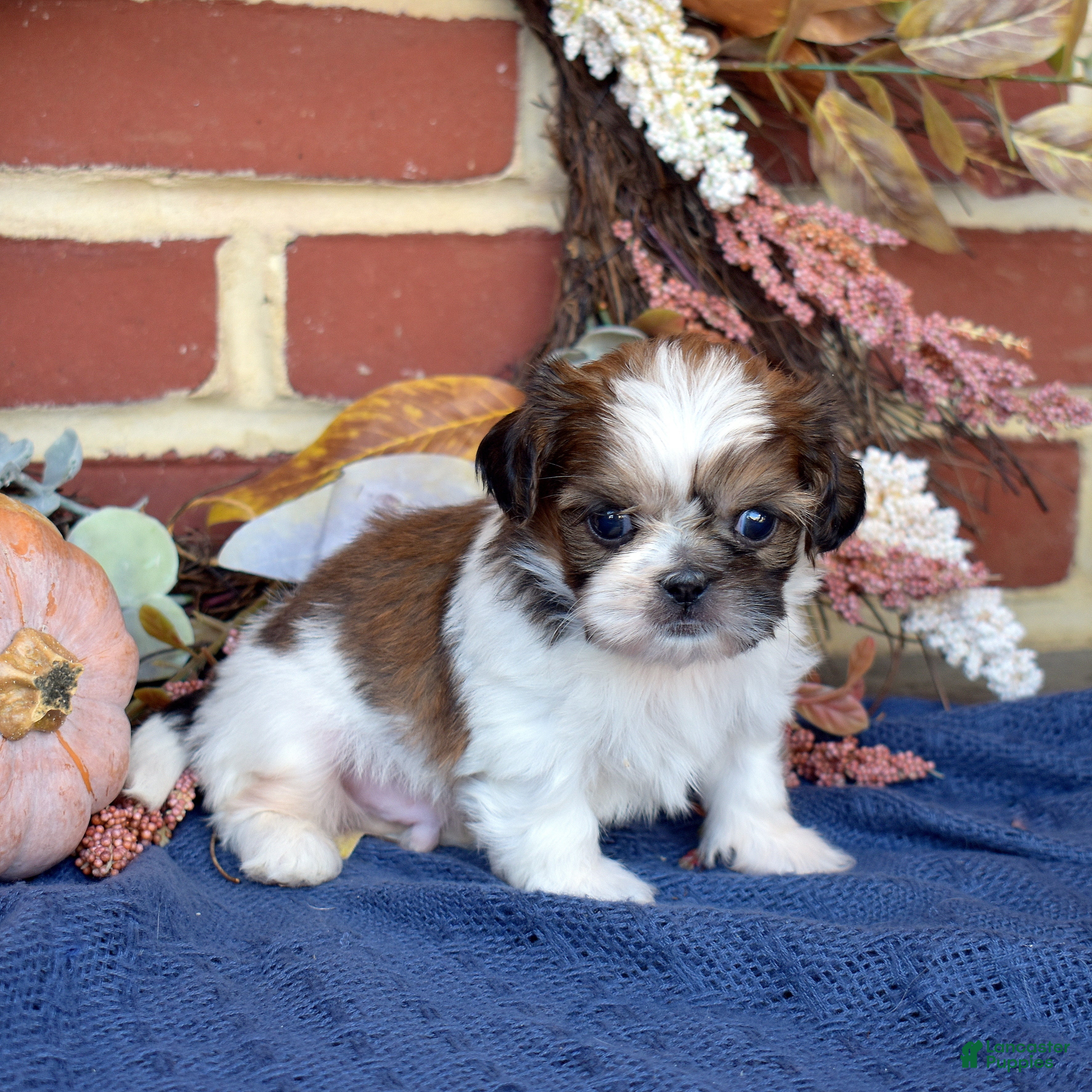 Shih Tzu dogs for sale: Biscuit - Ad 2