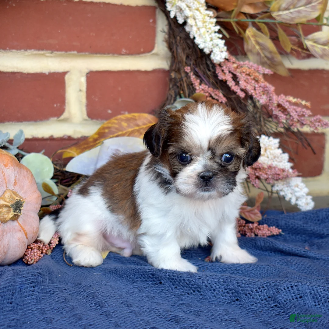 Shih Tzu dogs for sale: Biscuit - Ad 2