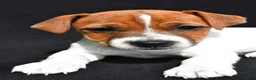 Jack Russell Terrier dogs for sale: Bella - Ad 7
