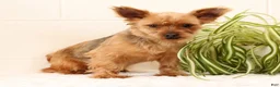 Yorkshire Terrier dogs for sale: Stella - Ad 11