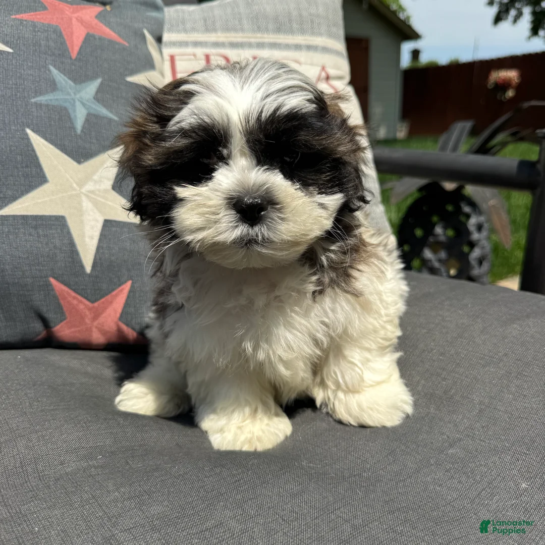 Teddy Bear dogs for sale: Luke - Ad 5