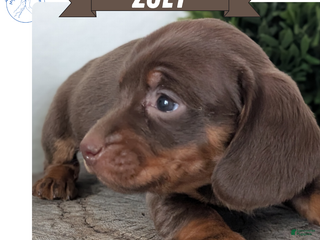 Miniature Dachshund dogs - Ad 37