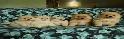 Pomeranian dogs for sale: Feddy - Ad 4