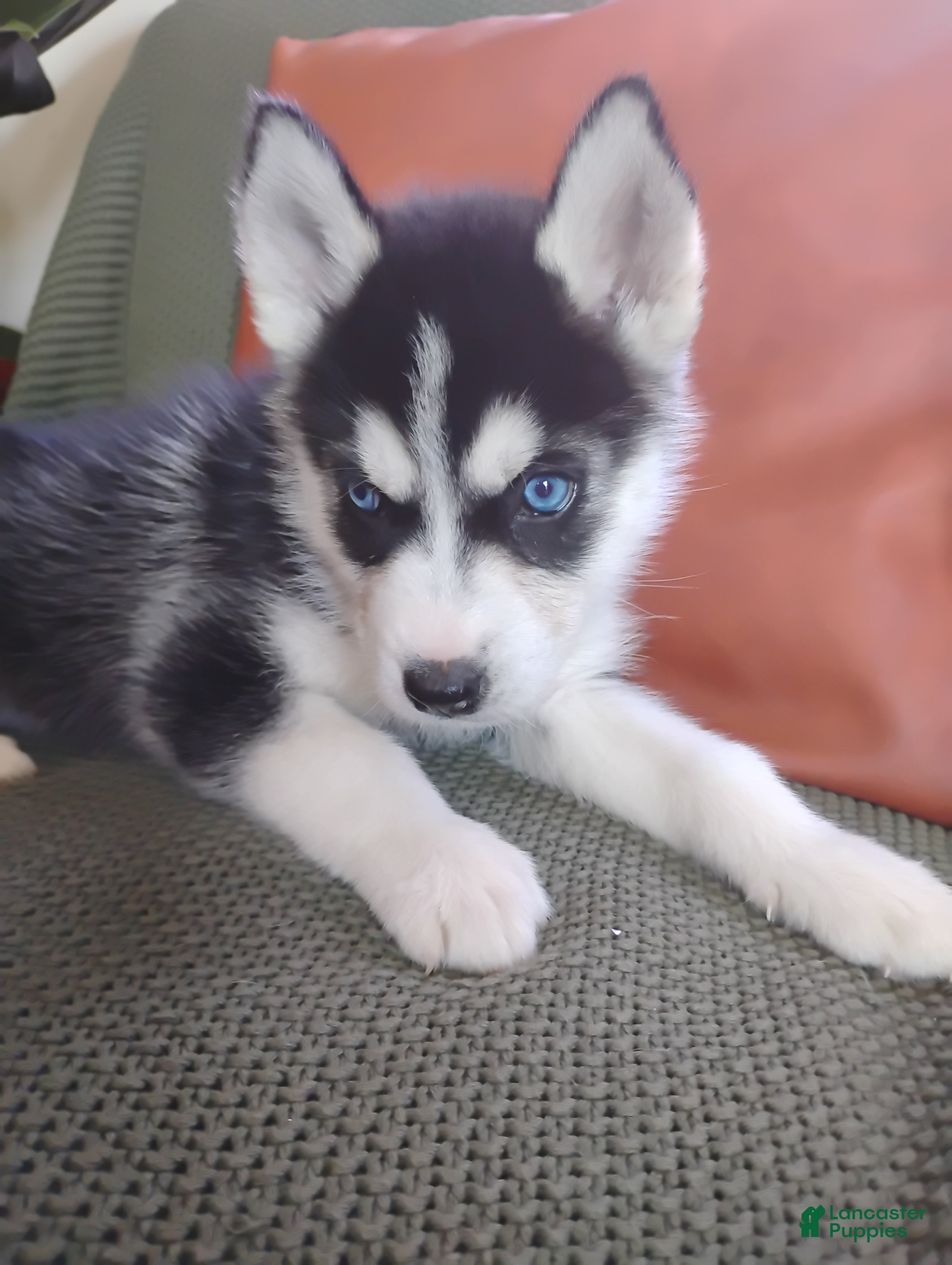 Siberian Husky dogs Ocean  - Ad 26