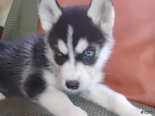 Siberian Husky dogs Ocean - Ad 7