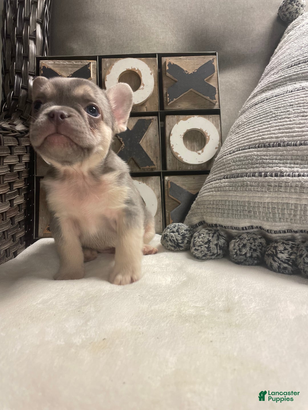 French Bulldog dogs for sale: French Bulldog Puppy 4 - Ad 5