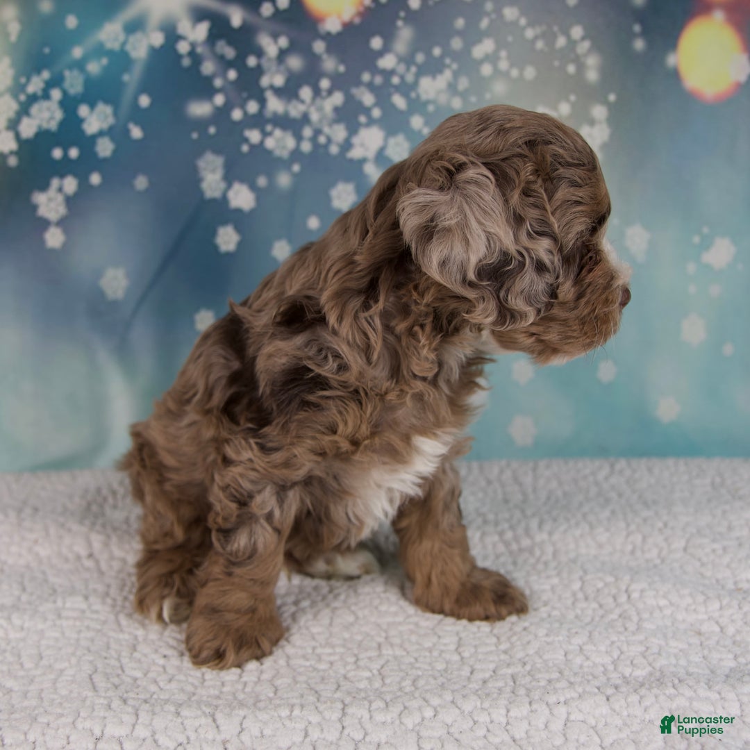 Cockapoo dogs for sale: Coco - Ad 7