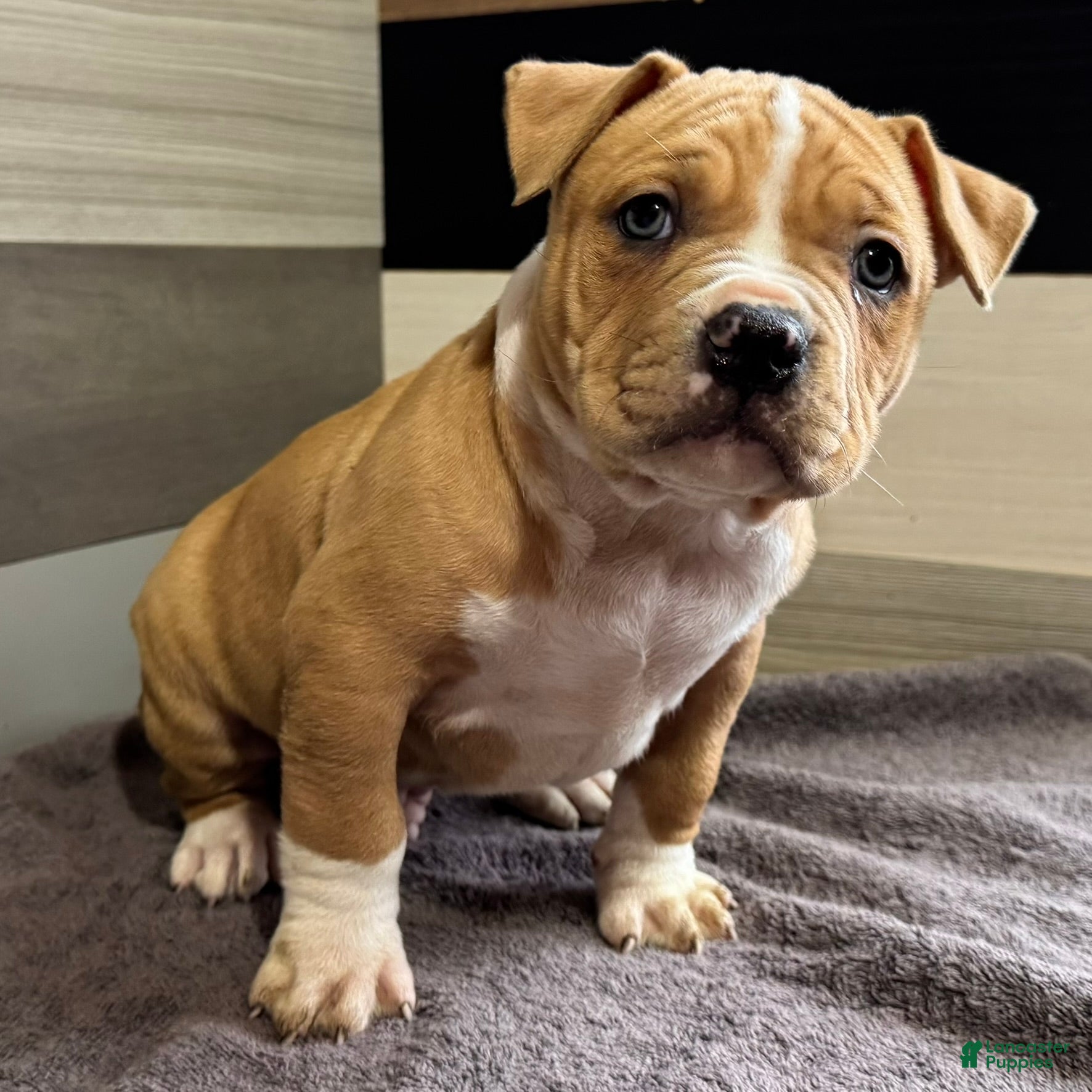 American Bully dogs Dean - Ad 21