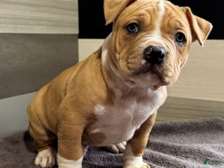 American Bully dogs Dean - Ad 26