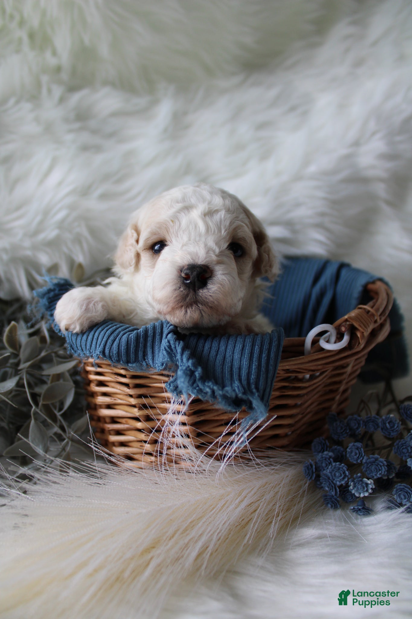 Bichpoo dogs for sale: Forest - Ad 4