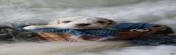 Bichpoo dogs for sale: Forest - Ad 1