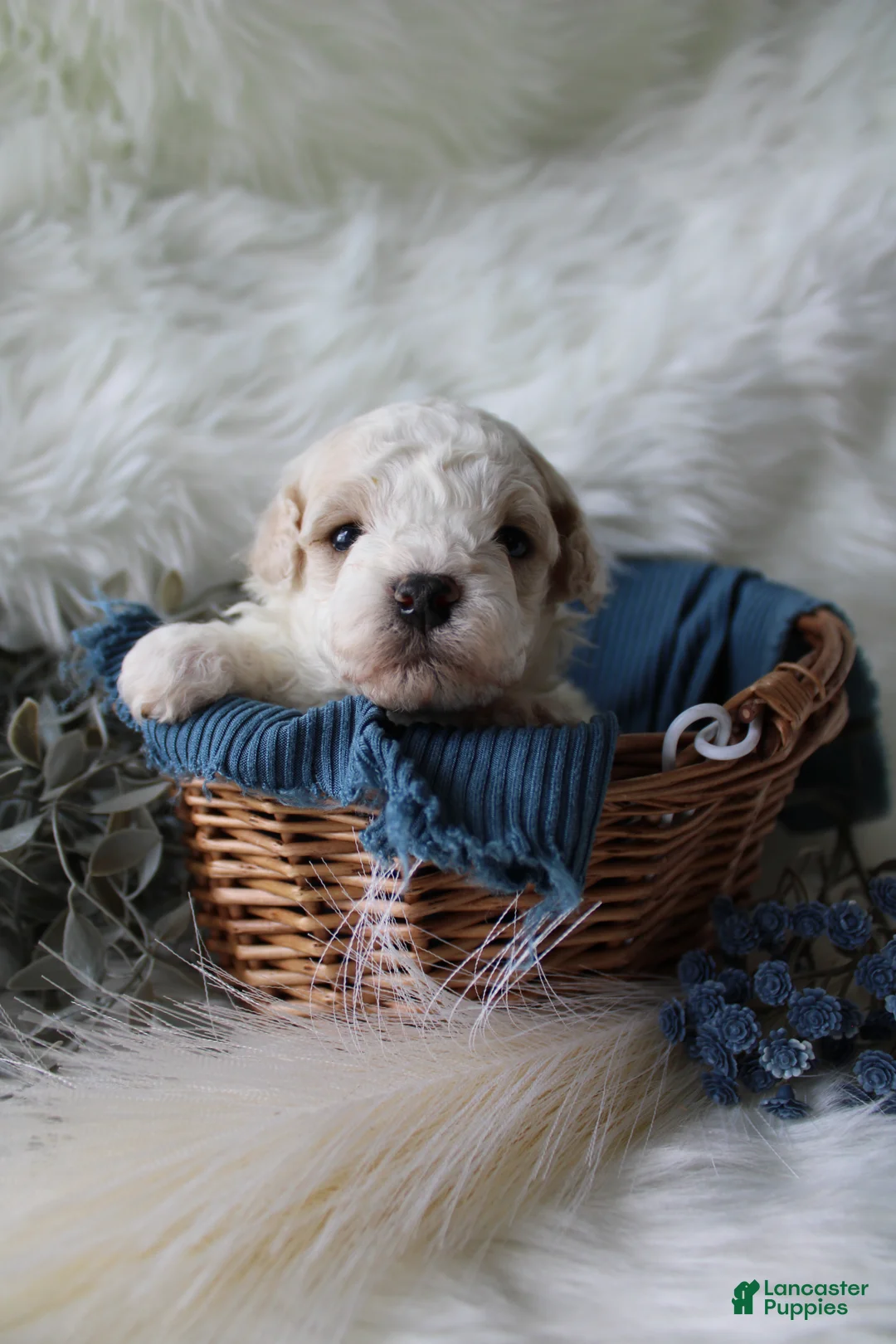 Bichpoo dogs for sale: Forest - Ad 1