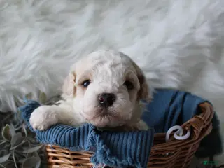 Bichpoo dogs for sale: Forest - Ad 4